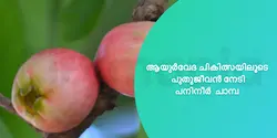 ആയുർവേദ ചികിത്സയിലൂടെ പുതുജീവൻ നേടി പനിനീർ ചാമ്പ 
