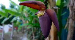 വാഴക്കൂമ്പ് എന്ന ഔഷധം