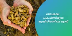 നിലക്കടല ചക്രപാണിയുടെ കൃഷിയിടത്തിലെ മുത്ത് 