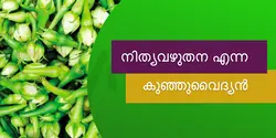 നിത്യവഴുതന എന്ന കുഞ്ഞുവൈദ്യൻ 