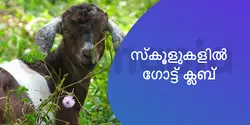 സ്കൂളുകളിൽ ഗോട്ട് ക്ലബ് 
