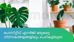 ചെടികളിലൂടെ പോസിറ്റീവ് എനർജി  ഒഴുകട്ടെ വീടിനകത്തളങ്ങളിലും