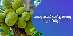 കോട്ടയത്ത് ഇടിച്ചക്കക്കു നല്ല വിൽപ്പന 