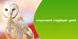 നാടുകാണാൻ വെള്ളിമൂങ്ങ എത്തി 