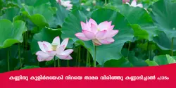 കണ്ണിനു കുളിർമയേകി നിറയെ താമര വിരിഞ്ഞു കണ്ണാടിച്ചാൽ പാടം 
