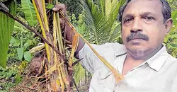 ചെല്ലിയെ ഒതുക്കുന്ന ‘ഒഴിവിൽ’ പന്നി കയറി; മുകളിൽ ചെല്ലി ശല്യം, താഴെ കാട്ടുപന്നി ശല്യം...