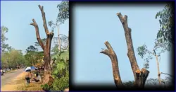 കുളിർമ നിറഞ്ഞ അന്തരീക്ഷം ഇനിയില്ല, തണലിടം മാഞ്ഞു; പക്ഷിക്കൂട്ടങ്ങളും ഒഴിഞ്ഞു..