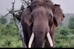 അതിരപ്പിള്ളിയിൽ കുട്ടിയെ കാട്ടാന ചിവിട്ടികൊന്ന സംഭവം; റോഡ് ഉപരോധിച്ച് നാട്ടുകാർ