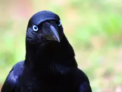 കാക്ക പേടിയിൽ മലപ്പുറത്തെ ഒലിങ്കര നിവാസികൾ