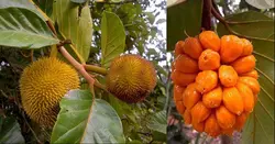 ആഞ്ഞിലിച്ചക്കയ്ക്കും ഞാവൽ പഴത്തിനും വിപണിയിൽ വൻ ഡിമാൻഡ്; വില കിലോയ്ക്ക് 300 മുതൽ 400 വരെ