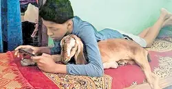 ആടിനെ പിരിയാൻ വയ്യാതെ എട്ടാം ക്ലാസുകാരൻ; വിറ്റ ആടിനെ അധികവില കൊടുത്തു തിരികെവാങ്ങി രക്ഷിതാക്കൾ