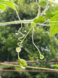 selected-focus photography of plant