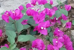flower 