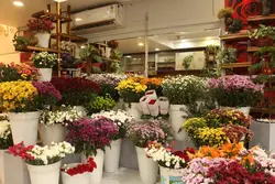Flowers for all Occasions