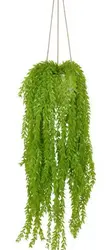 Hanging Plants