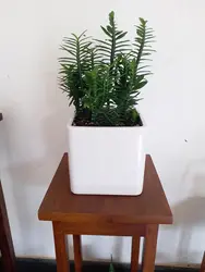 Plants