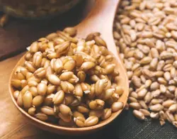 Wheat germ