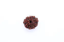 Rudraksha 