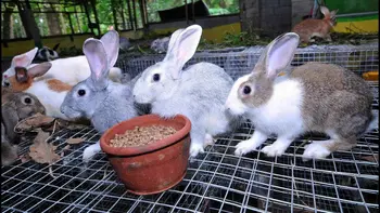 Bethlehem Rabbit farm