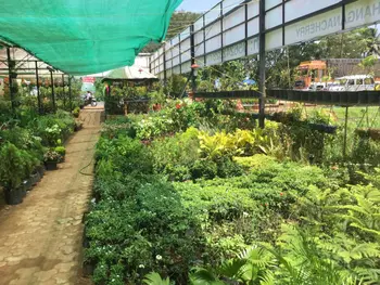 Sundari Gardens & Nursery