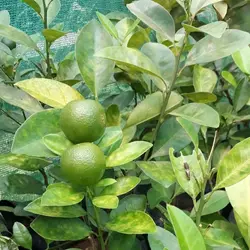 Lemon Plant For Sale