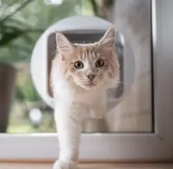 Glass Pet Doors