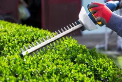 Hedge Trimming
