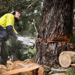 Tree Removal