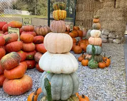 Unique Pumpkins 