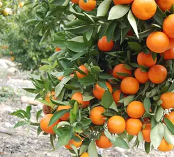 Fruit Plants